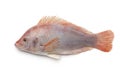 Fresh raw single red tilapia fish Royalty Free Stock Photo