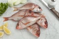 Fresh raw small red snappers