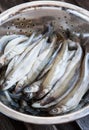 Fresh raw smelt in a colander Royalty Free Stock Photo