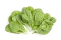 Fresh raw spinach leaves Royalty Free Stock Photo