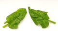 Fresh raw spinach leaves Royalty Free Stock Photo