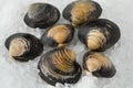 Fresh raw Spisula solida,  surf clams on ice Royalty Free Stock Photo
