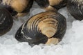 Fresh raw Spisula solida, surf clams on ice