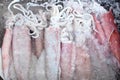 The fresh raw splendid squid in the Rawai Seafood Market, Phuket, Thailand are ready for selling and exporting to the hotel and