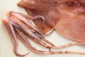 Fresh raw squid against a white background. Close-up Royalty Free Stock Photo