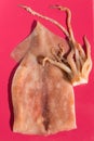 Fresh raw squid on a bright red background under the sun. Close-up Royalty Free Stock Photo