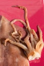 Fresh raw squid on a bright red background under the sun. Close-up Royalty Free Stock Photo