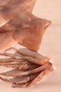 Fresh raw squid on a gently pink background. Close-up Royalty Free Stock Photo
