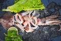 Fresh raw squid with lettuce vegetable salad seafood coriander lemon on black plate background, squid rings on ice Royalty Free Stock Photo