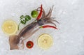 Fresh raw squid seafood lemon parsley tomato and chilli on ice bucket in the restaurant Royalty Free Stock Photo