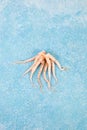 Fresh raw squid tentacles with ice on a blue concrete background, top view Royalty Free Stock Photo