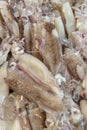Fresh raw squids background in market