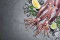 Fresh raw squids with ice, citrus fruits and arugula on black table, flat lay. Space for text Royalty Free Stock Photo