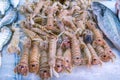 Fresh raw Squilla Mantis shrimps or sea cicadas