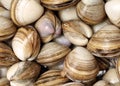 Surf clam background Royalty Free Stock Photo