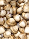 Fresh raw Surf clam background Royalty Free Stock Photo