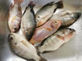 Fresh raw talapia fish. It is a kind freshwater fish that is normally bred as a food supply.