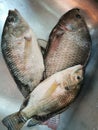 Fresh raw talapia fish from the market.