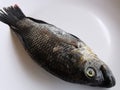 Fresh raw talapia fish on white plate.