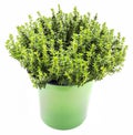 Fresh and raw thyme plant Thymus vulgaris. Flower pot isolated on white background