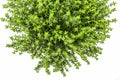 Fresh and raw thyme plant Thymus vulgaris. Flower pot isolated on white background. Top view