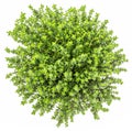 Fresh and raw thyme plant Thymus vulgaris. Flower pot isolated on white background. Top view