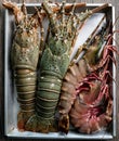 Fresh raw Tiger prawn and spiny lobster on tray Royalty Free Stock Photo