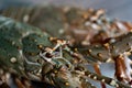 Fresh raw Tiger prawn and spiny lobster on tray Royalty Free Stock Photo