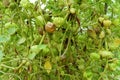 Fresh and raw tomatillos on the tree