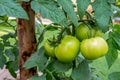 Fresh raw tomato on tree plant at a garden