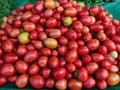 Fresh raw tomatoes in bulk , many tomatoes in market for sale red tomatoes