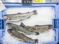 Fresh raw trout fish on ice for sale at local market in Ibiza, S Royalty Free Stock Photo