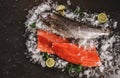 Fresh raw trout fish steak and whole fish with spices on ice over dark stone background, closeup Royalty Free Stock Photo