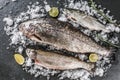 Fresh raw trout fishes with spices, lemon, pepper, rosemary on ice over dark stone background. Creative layout made of fish Royalty Free Stock Photo