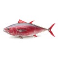 Fresh Raw Tuna Fish Falling, Isolated on White Background, High-Quality Realistic Presentation Royalty Free Stock Photo