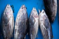 Fresh raw tuna fish in market Royalty Free Stock Photo