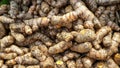 Fresh raw turmeric rhizome in a pile at the market