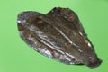 Fresh, raw uncooked plaice fish fillet Royalty Free Stock Photo