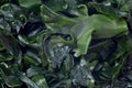 Fresh raw wakame seaweed Royalty Free Stock Photo
