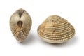 Fresh raw warty venus clams