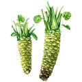 Fresh raw wasabi root, japanese horseradish, isolated, watercolor illustration Royalty Free Stock Photo