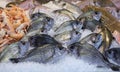Fresh raw white seabream or Diplodus sargus on the counter at the fish market in Athens on April Royalty Free Stock Photo