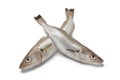 Fresh raw whiting Royalty Free Stock Photo