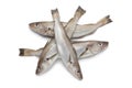 Fresh raw whiting Royalty Free Stock Photo