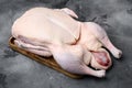 Fresh raw whole duck ready for cooking, on gray stone table background