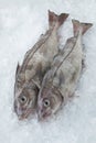 Fresh raw whole haddock fish