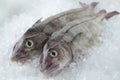 Fresh raw whole haddock fish