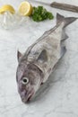 Fresh raw whole haddock fish