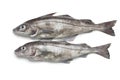 Fresh raw whole haddock fishes