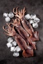 Fresh raw whole squid on a dark granite background. Top view. Copy space. Royalty Free Stock Photo